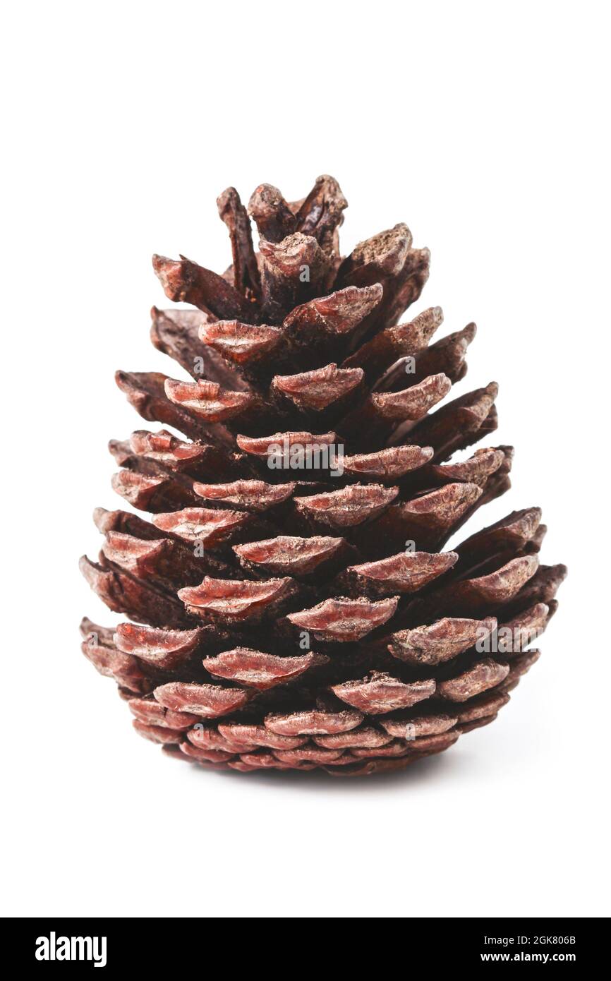 Dry pine cone close up isolated on white Stock Photo