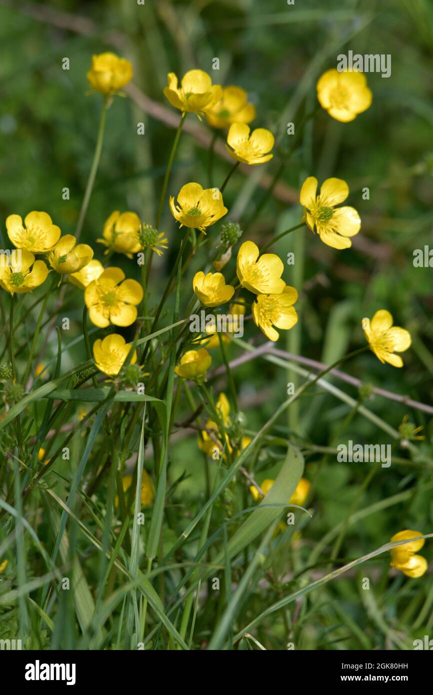 buttercups in grassy meadow loddon  norfolk england Stock Photo