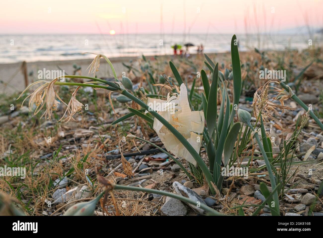 Plastic cup and debris discarded on sea plants ecosystem at sunset time