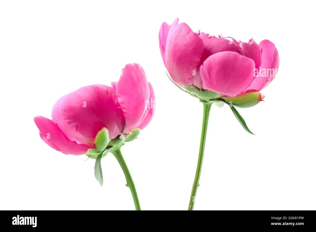 Beautiful peony flowers on white background Stock Photo - Alamy