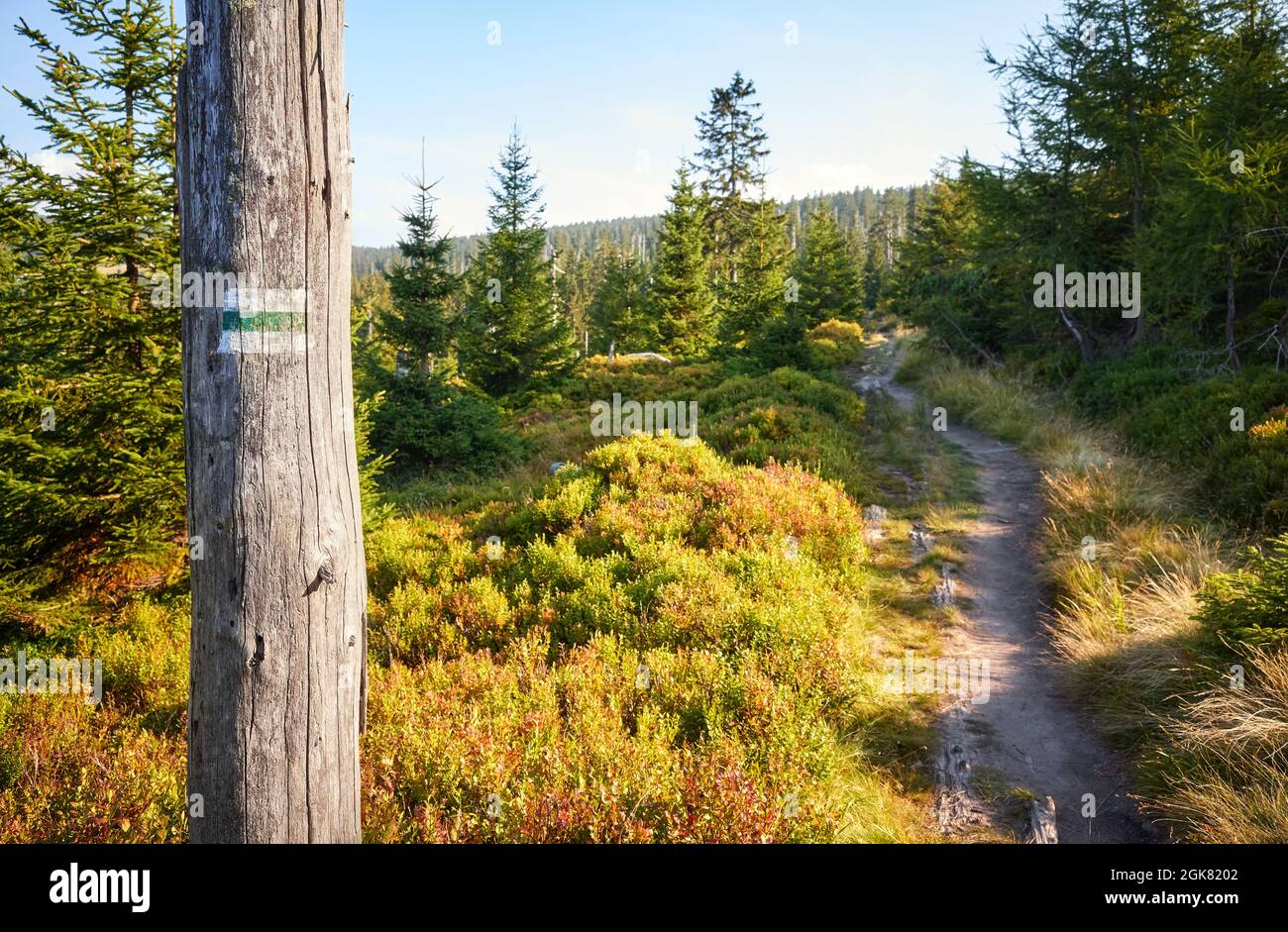 Trail marker on a tree stump, selective focus, Karkonosze National Park, Poland. Stock Photo