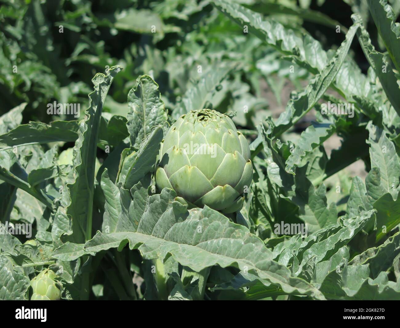 Castroville, california. artichoke hires stock photography and images