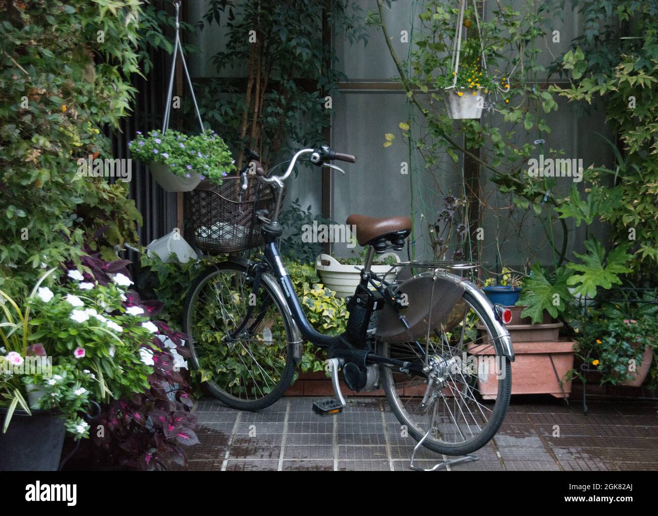 A local person's bicycle parked in amongst pot plants on a patio, Kyoto, Japan Stock Photo