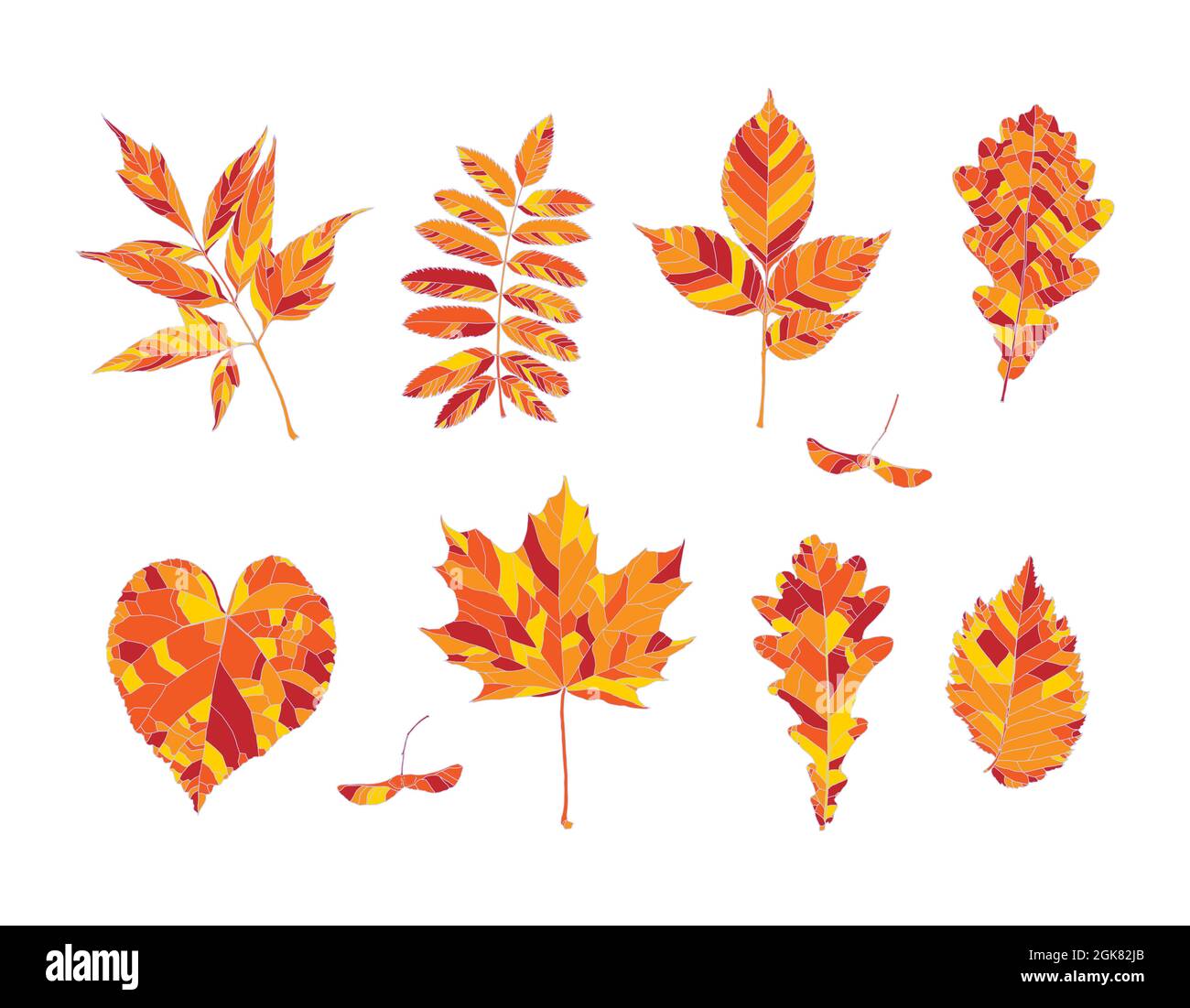 Set of hand drawn orange, red and yellow autumn leaves - maple, maple seeds, ash-leaved maple, rowan, ash, oak, linden, elm, isolated on white background. Vector illustration Stock Vector