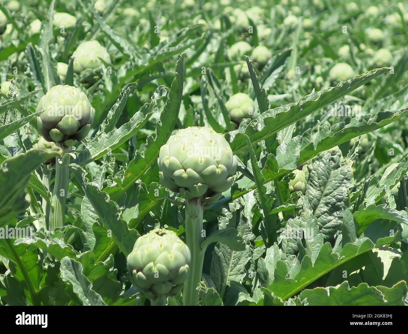 Castroville artichokes hires stock photography and images Alamy