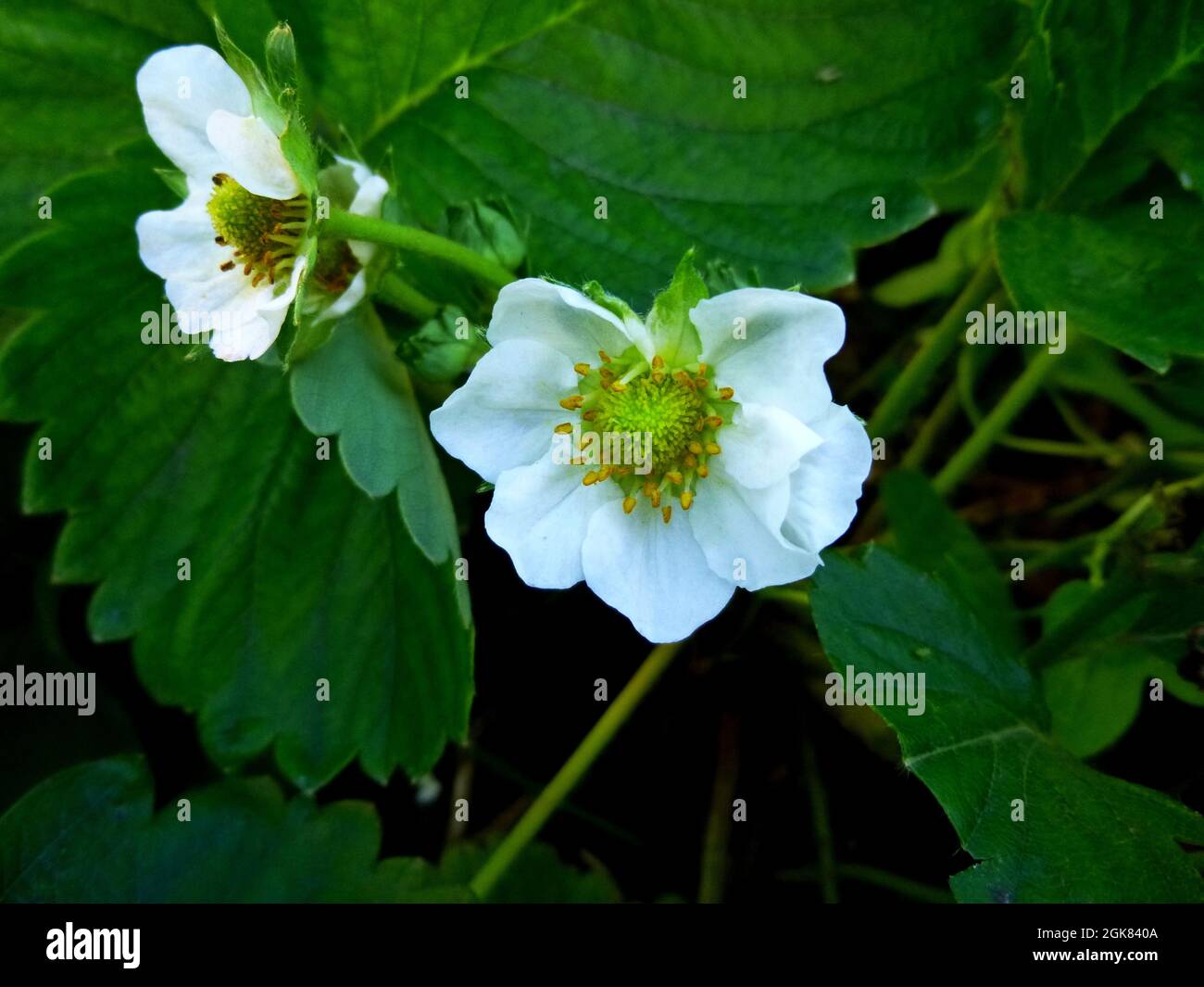 Strawberry blossom. White strawberry flowers with green leaves in ...