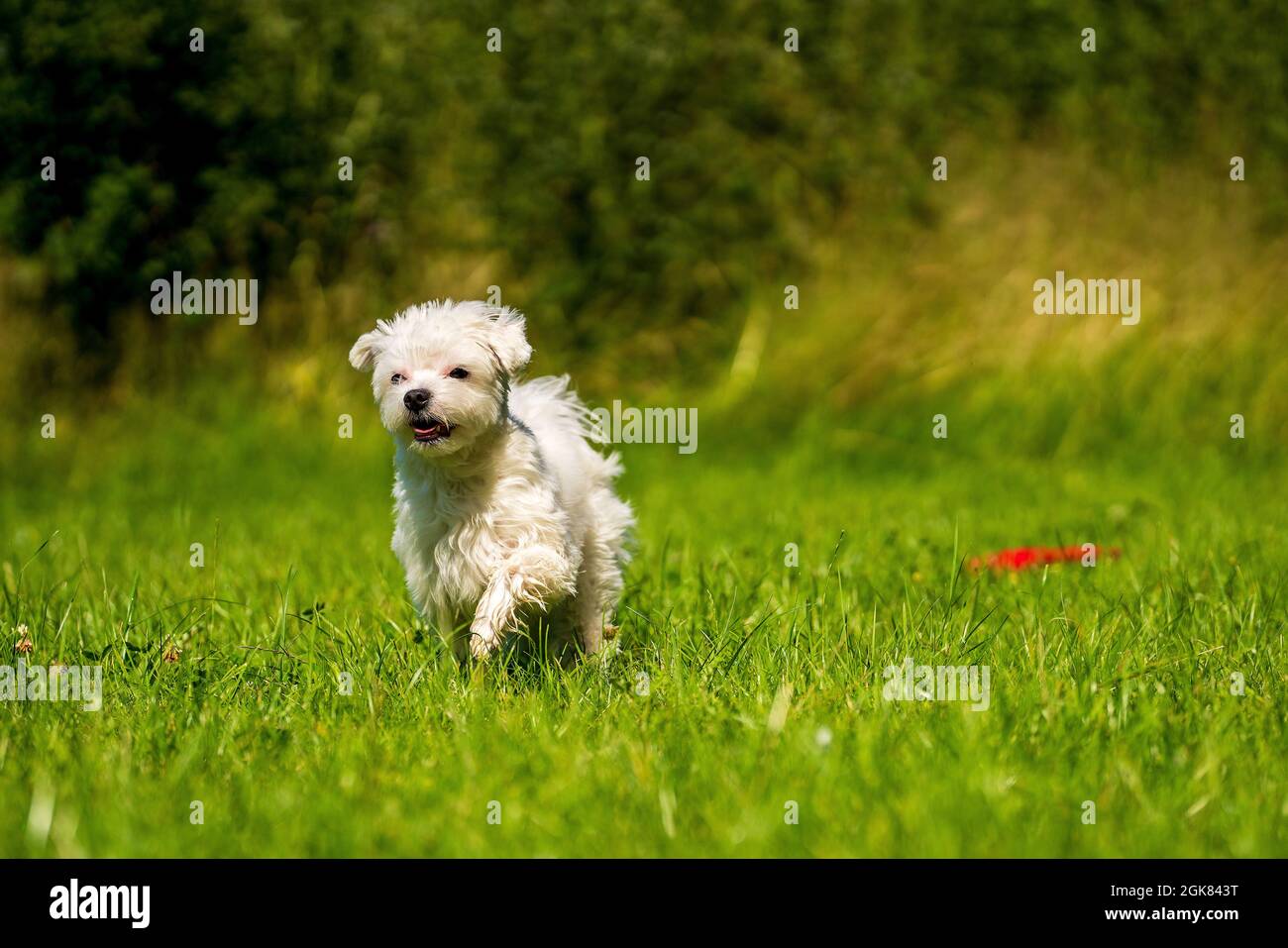 mini maltese terrier