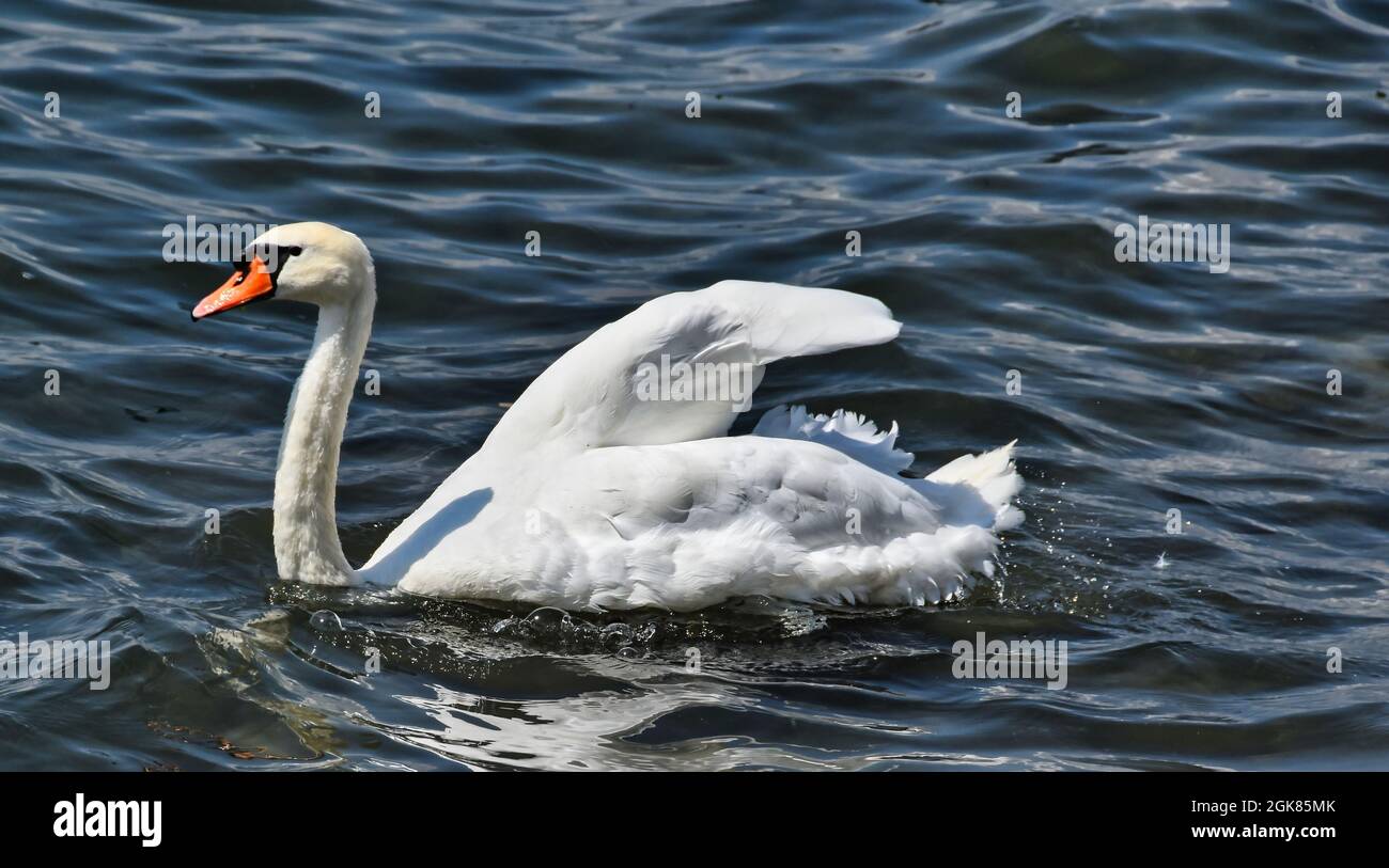 Elegant white swan swimming in the water Stock Photo - Alamy