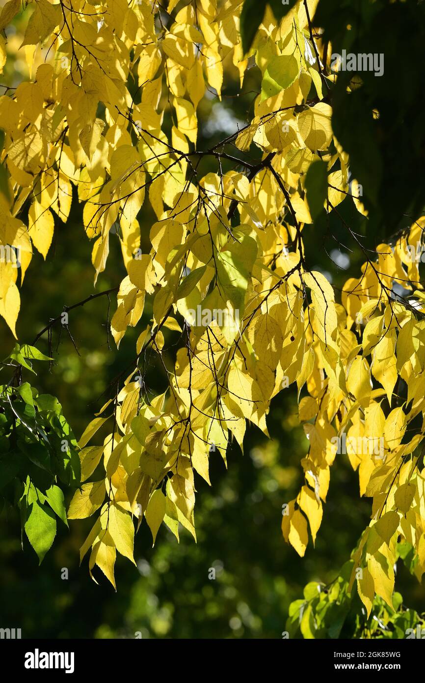 common hackberry, nettletree, sugarberry, Amerikanischer Zürgelbaum