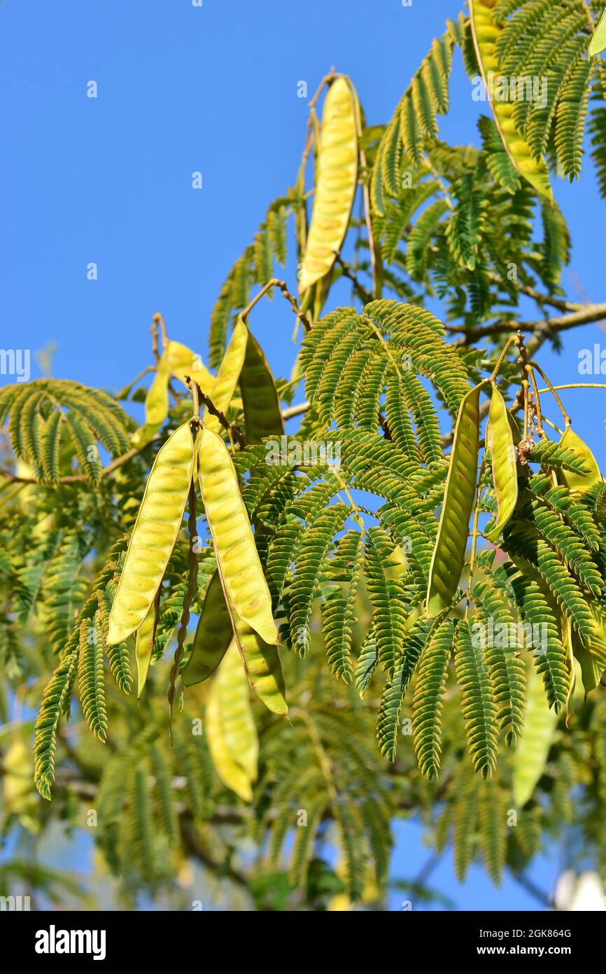 Persian silk tree or pink silk tree, Seidenbaum, julibrissin