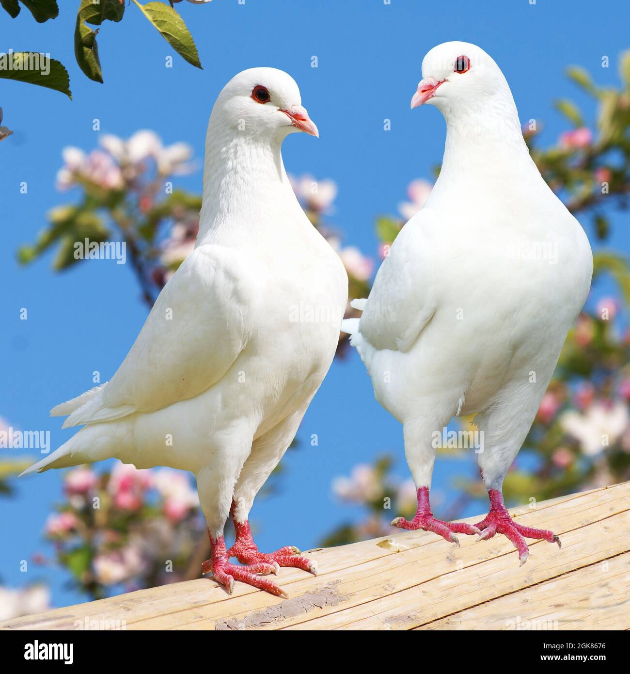 HD white pigeon wallpapers | Peakpx