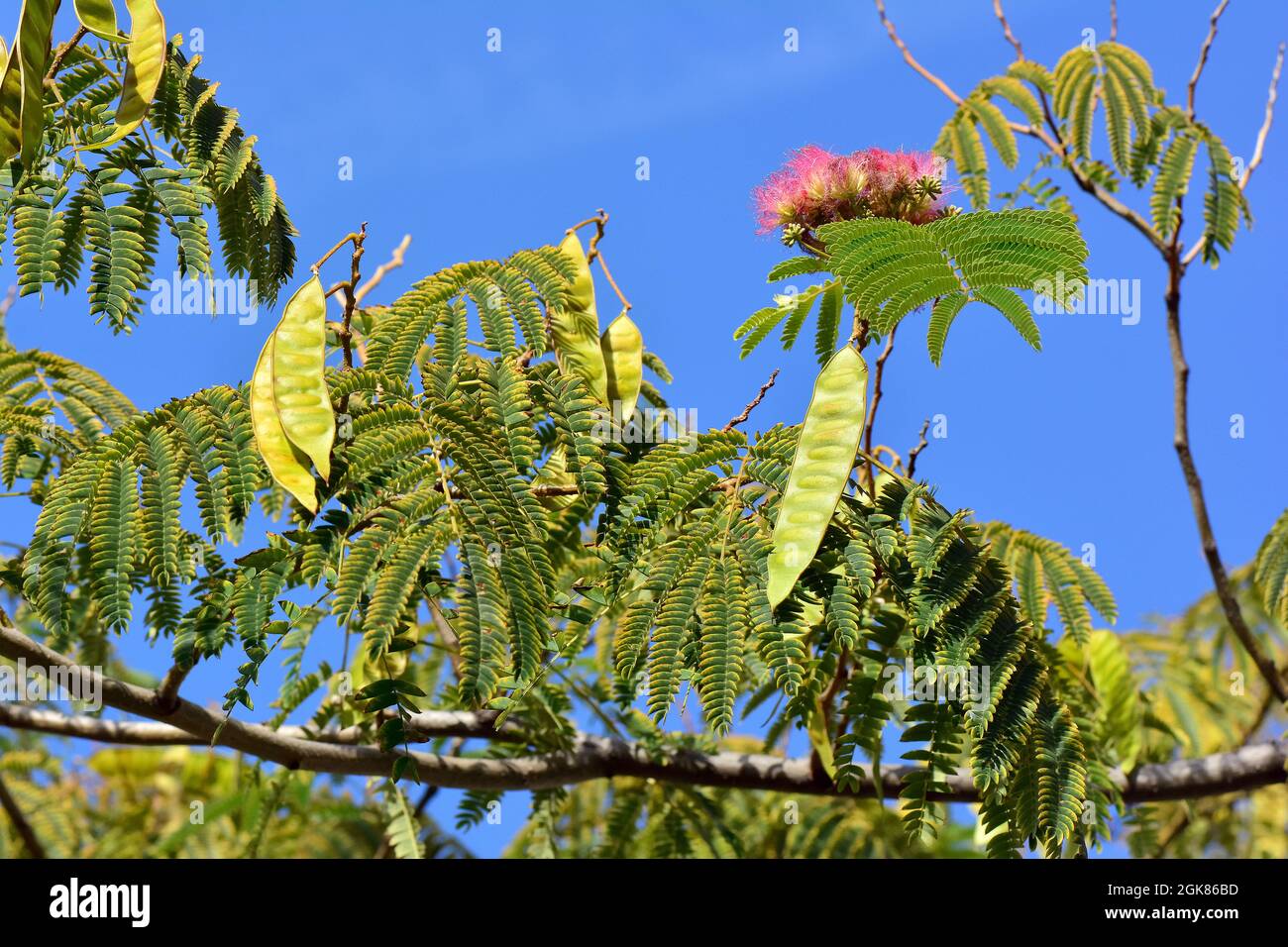 Persian silk tree or pink silk tree, Seidenbaum, julibrissin, perzsa selyemakác, Asia