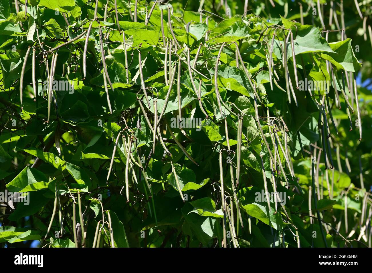 southern catalpa, cigartree, and Indian-bean-tree, Gewöhnlicher Trompetenbaum, Catalpa bignonioides, szívlevelű szivarfa, Hungary, Europe Stock Photo