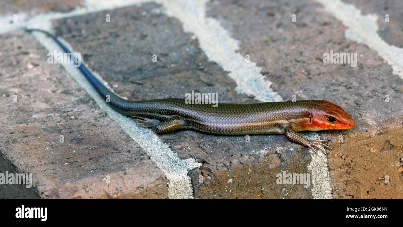 Macro young male orange brown and blue Five-lined Skink Eumeces fasciatus lying on red and brown bricks in shade Stock Photo