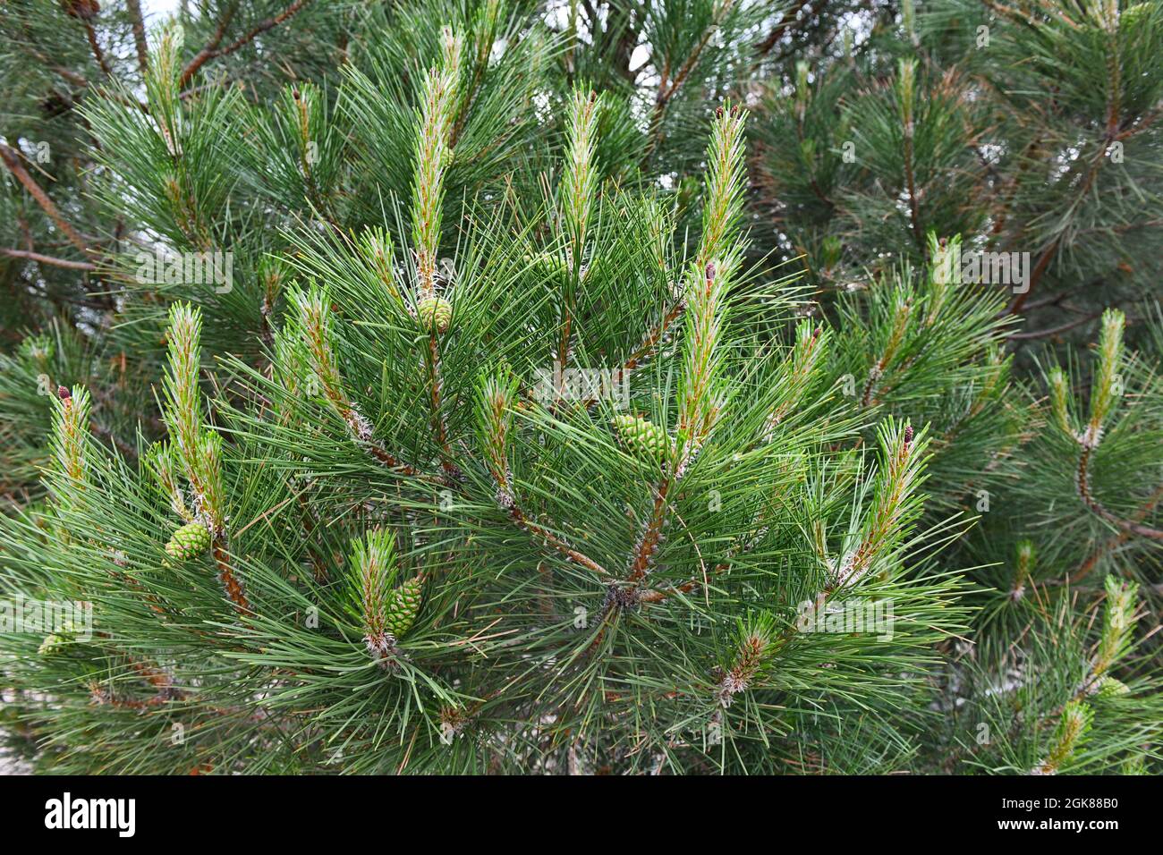 Pine branch with many green cones, close-up Stock Photo