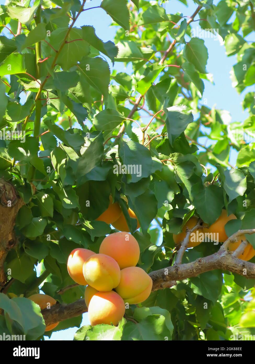Blenheim Apricots Growing on Tree Branch Stock Photo Alamy