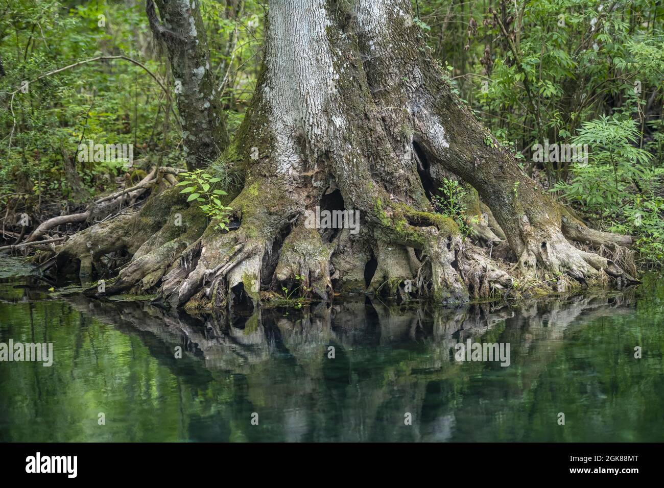 Big tree with strong roots reflecting in a clear water Stock Photo - Alamy