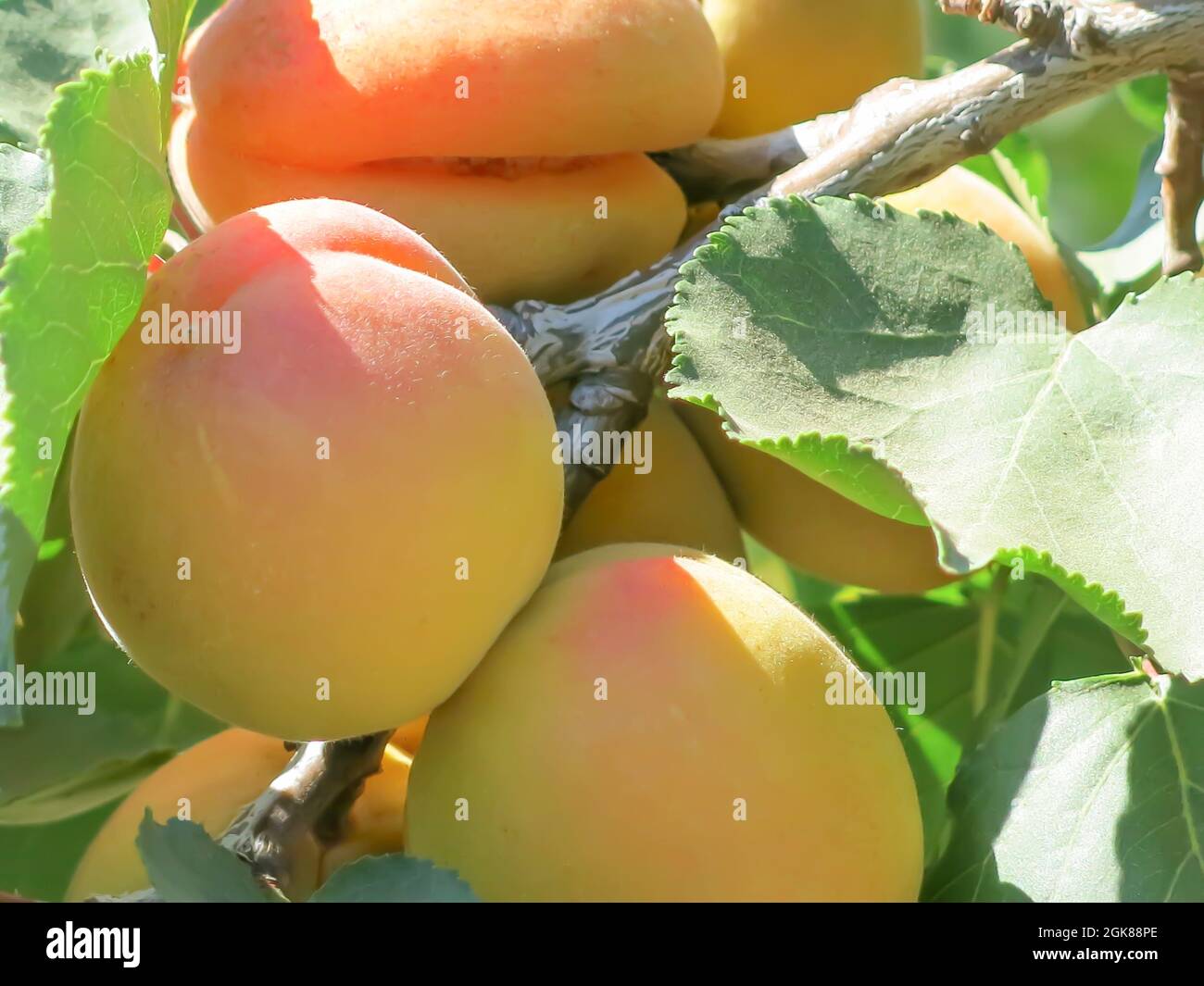 Blenheim Apricots Growing on Tree Branch Stock Photo Alamy