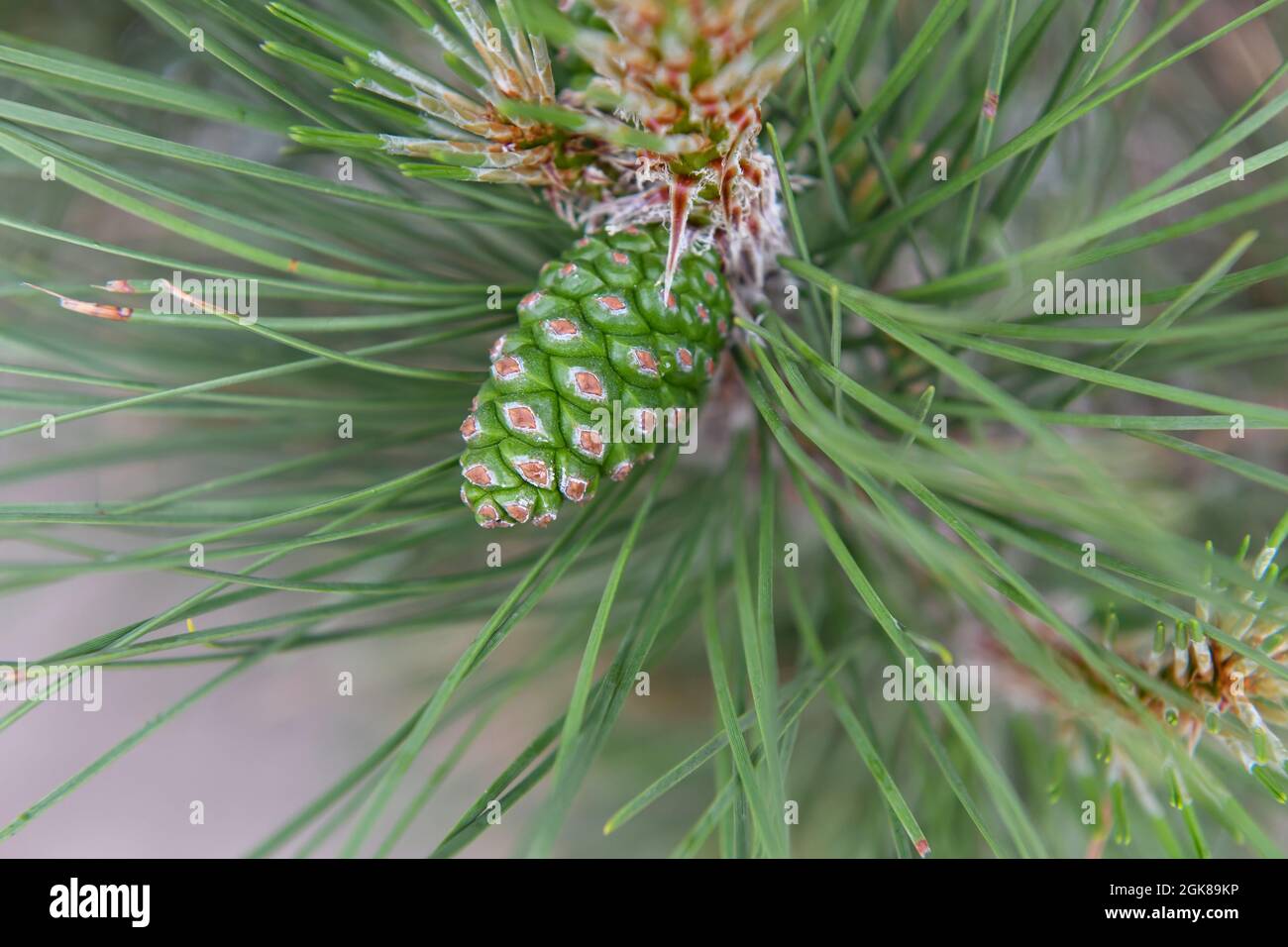 Green pine cone close-up with long needles Stock Photo