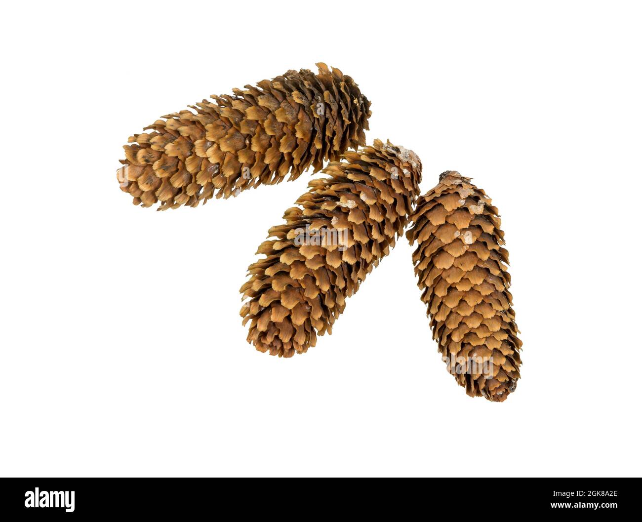 Cone fir. Spruce cones isolated on white background. Cones of a Christmas tree. Stock Photo