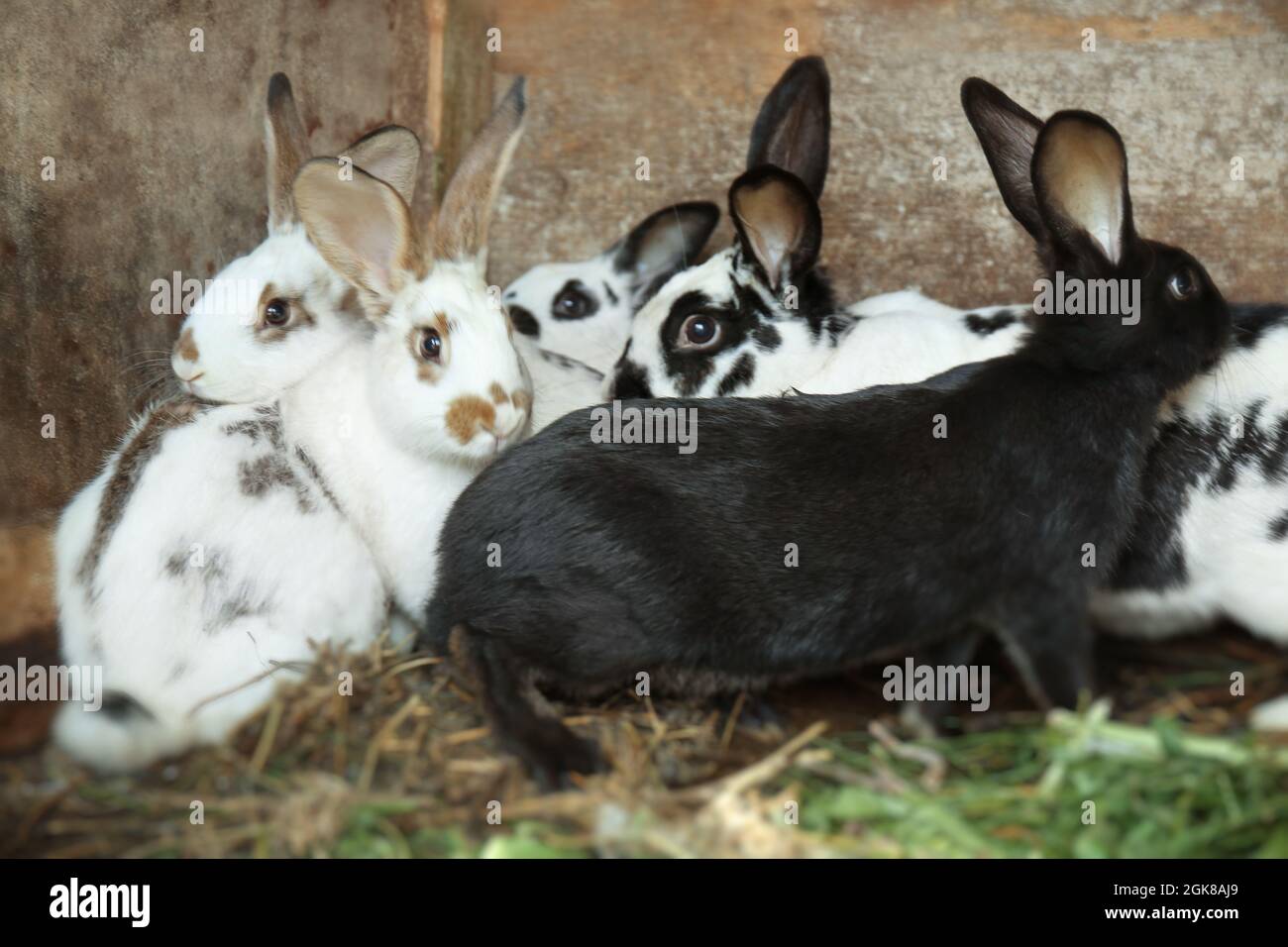 Adorable domestic rabbits in hutch Stock Photo Alamy