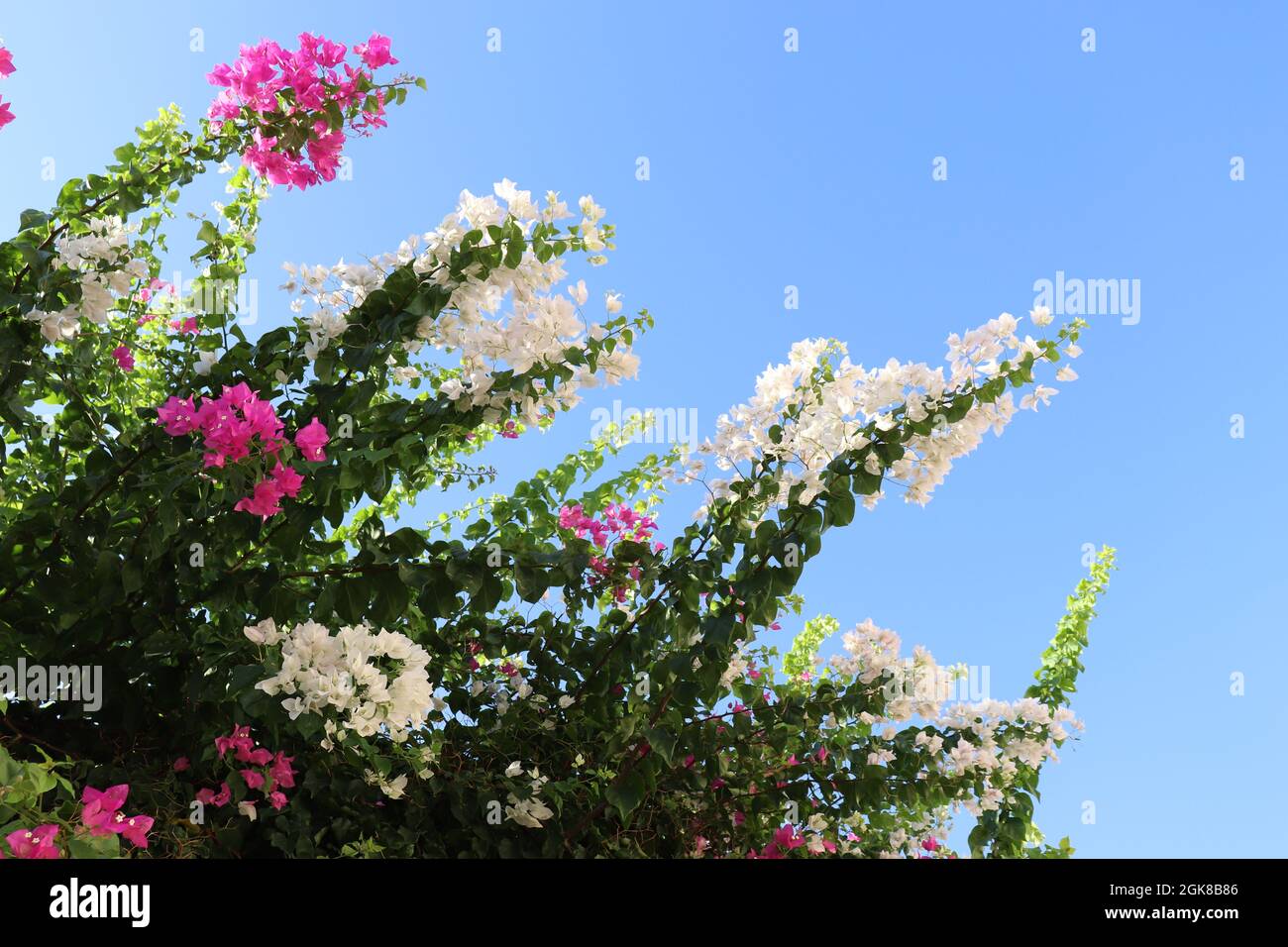 Beautiful pink and white Bougainvillea branches and flowers and blue sky in the background Stock Photo