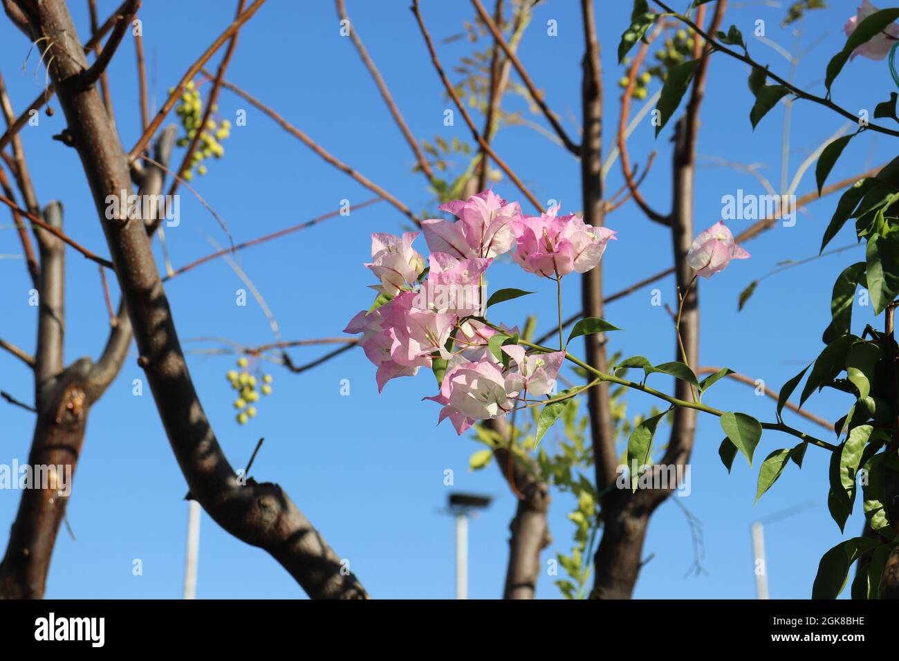 Bougainvillea branches with colorful pale pink flowers and some green leaves growing from them Stock Photo