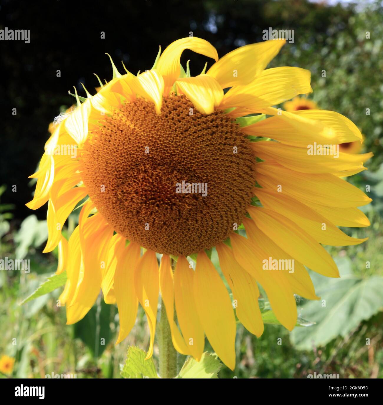 Sunflower, Helianthus annuus, detail of flower Stock Photo