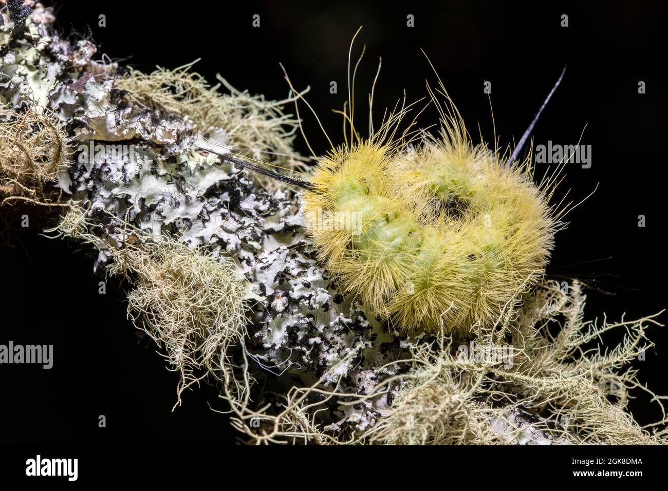 American Dagger Moth Caterpillar (Acronicta americana) curled up in
