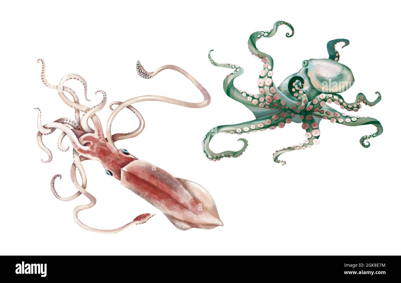 Watercolor giant squid and octopus. Isolated illustration on a white background Stock Photo