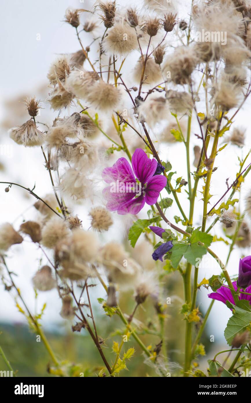 Cotton plant pink flower hi-res stock photography and images - Alamy