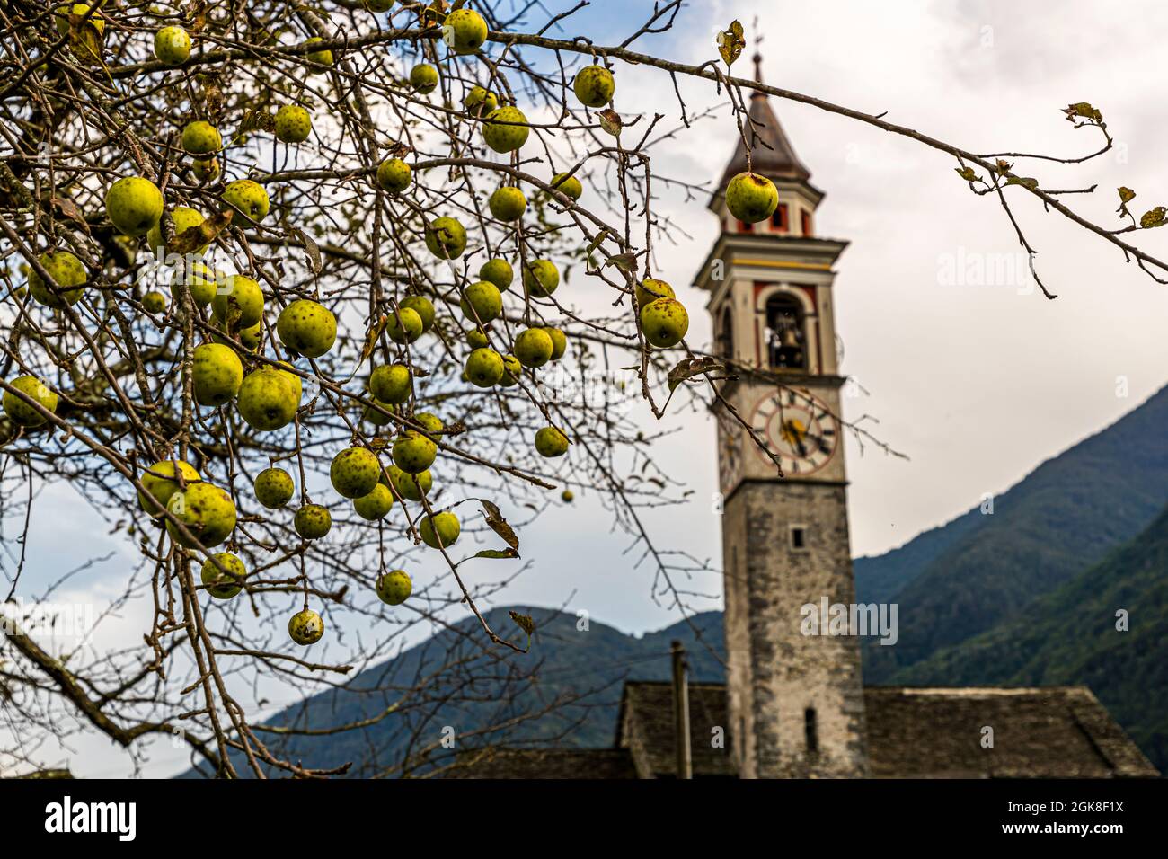 Apple tree in front of the village church Chiesa della Beata Vergine Assunta of Moghegno, Circolo della Maggia, Switzerland Stock Photo
