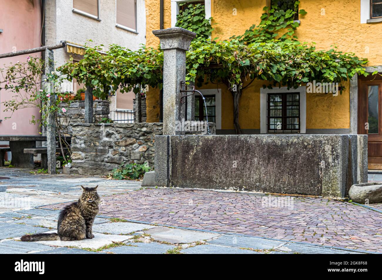 Honestly, what would this photo be without a cat? Cats are often free-roaming decoration that enliven a photo. The splashing fountain in the background is pretty, but only the curved back of the cat as a counterpart makes the photo worth seeing. Cat in front of a village well in Moghegno, Circolo della Maggia, Switzerland Stock Photo