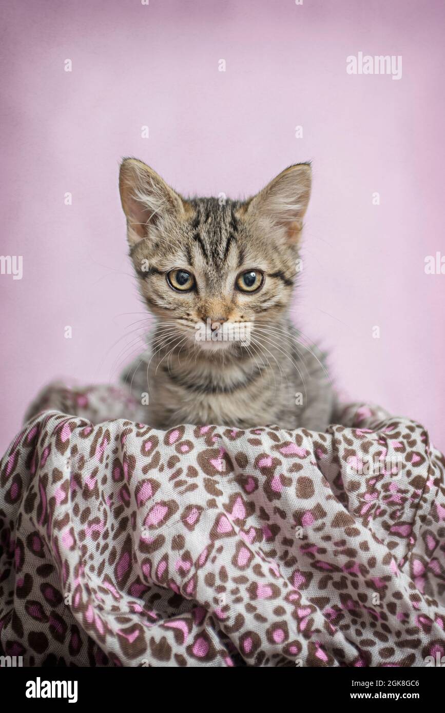 kitty cat in teacup background from piano tiles 4 kitty cat in teacup background from piano tiles 4