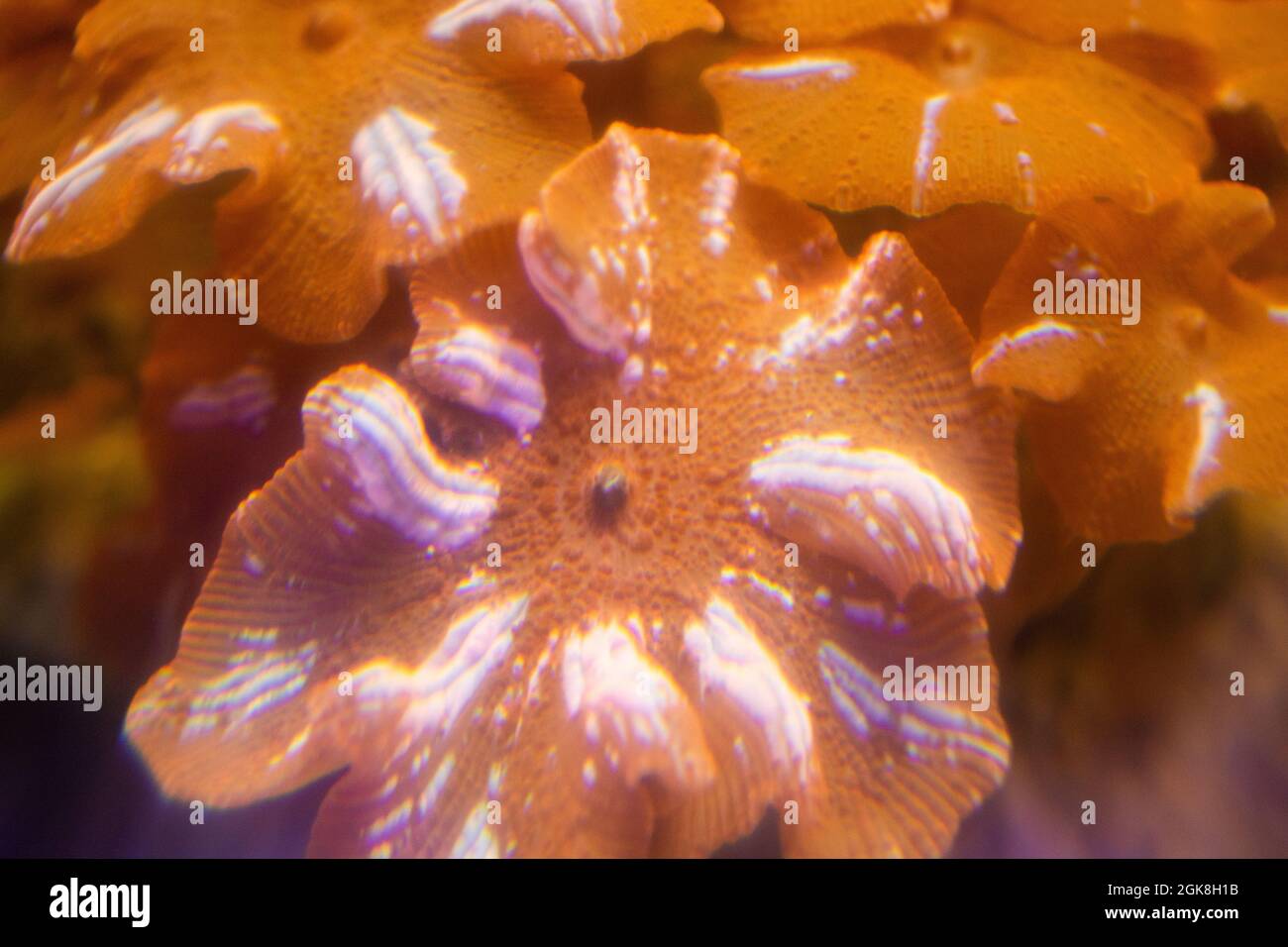 Closeup shot of an orange Discosoma coral in the reef Stock Photo