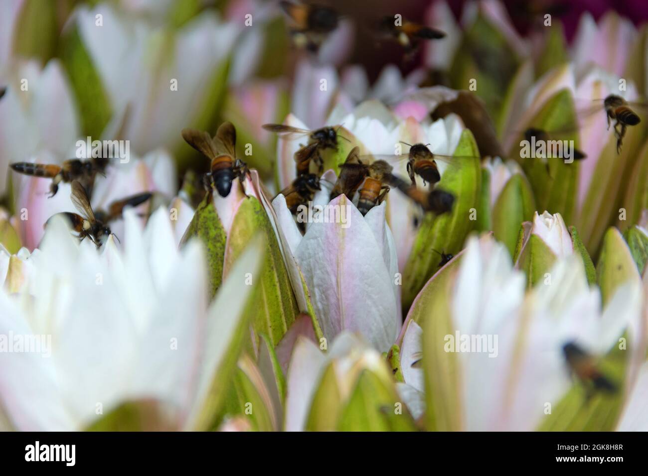 Water lilies and Indian Bees (Giant bee, Apis dorsata) are collected for sale and hundreds of bees collect pollen. Thailand Stock Photo