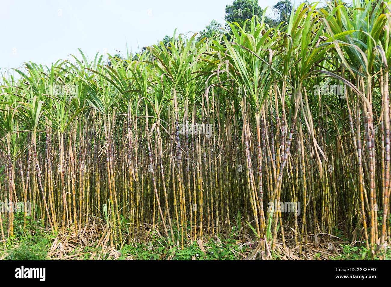 Sugar cane plantations in Vietnam. Noble sugar cane - Saccharum officinarum - high-performance variety as a result of hybrids crossing Stock Photo