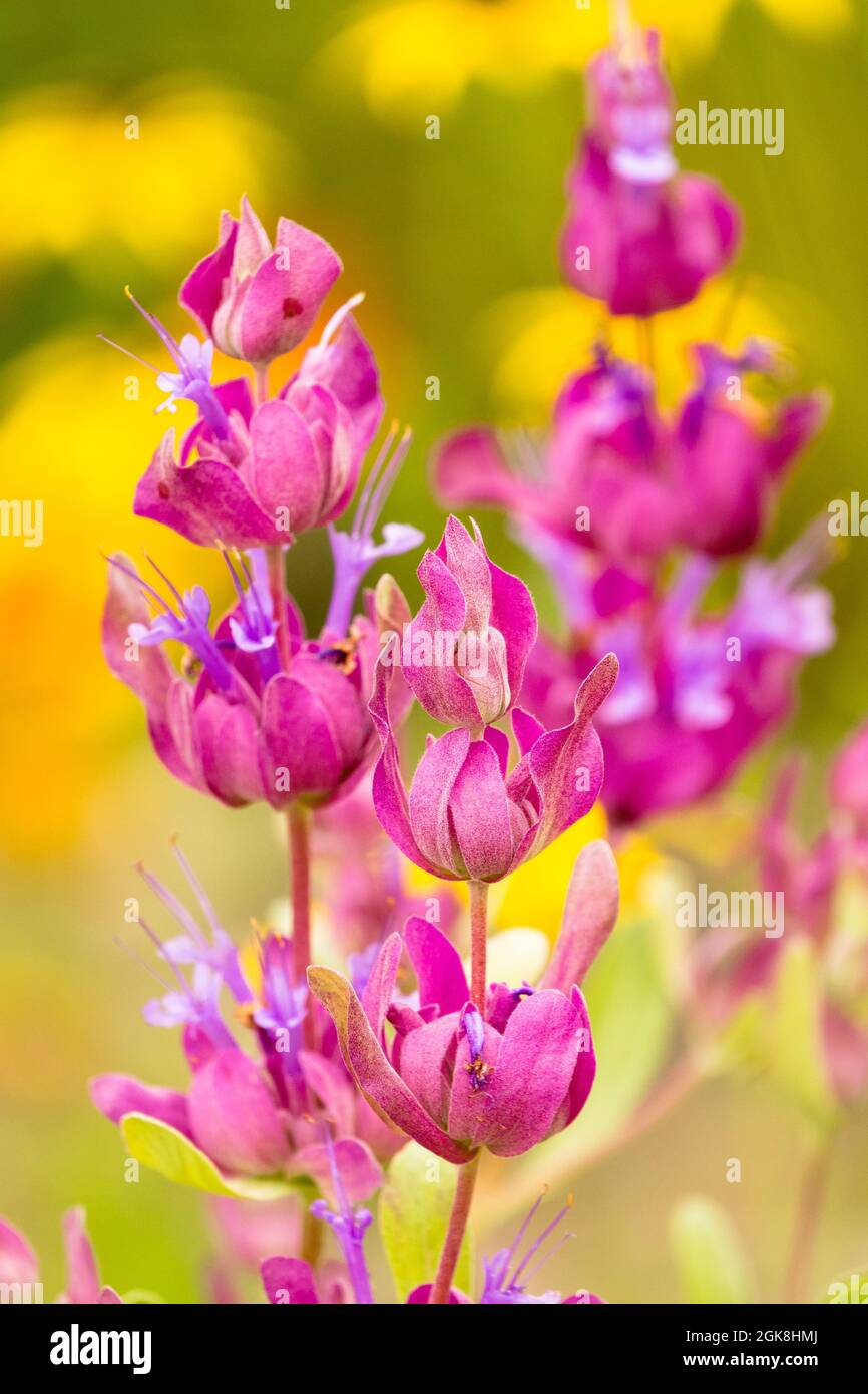 Salvia pachyphylla flower Sage Stock Photo
