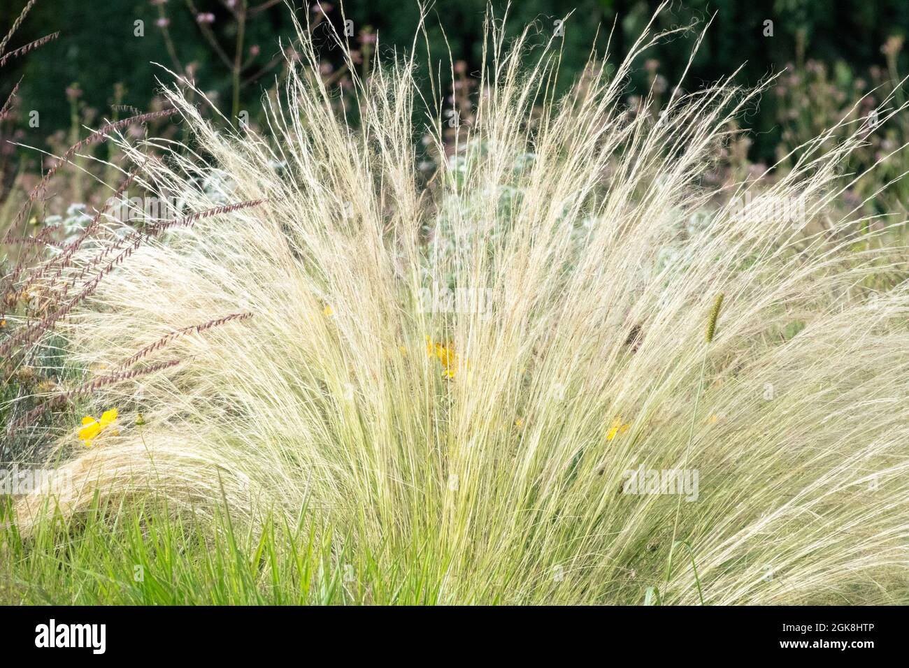Stipa tenuissima Mexican Feathergrass Finestem Needlegrass Ornamental grass in garden Stock Photo
