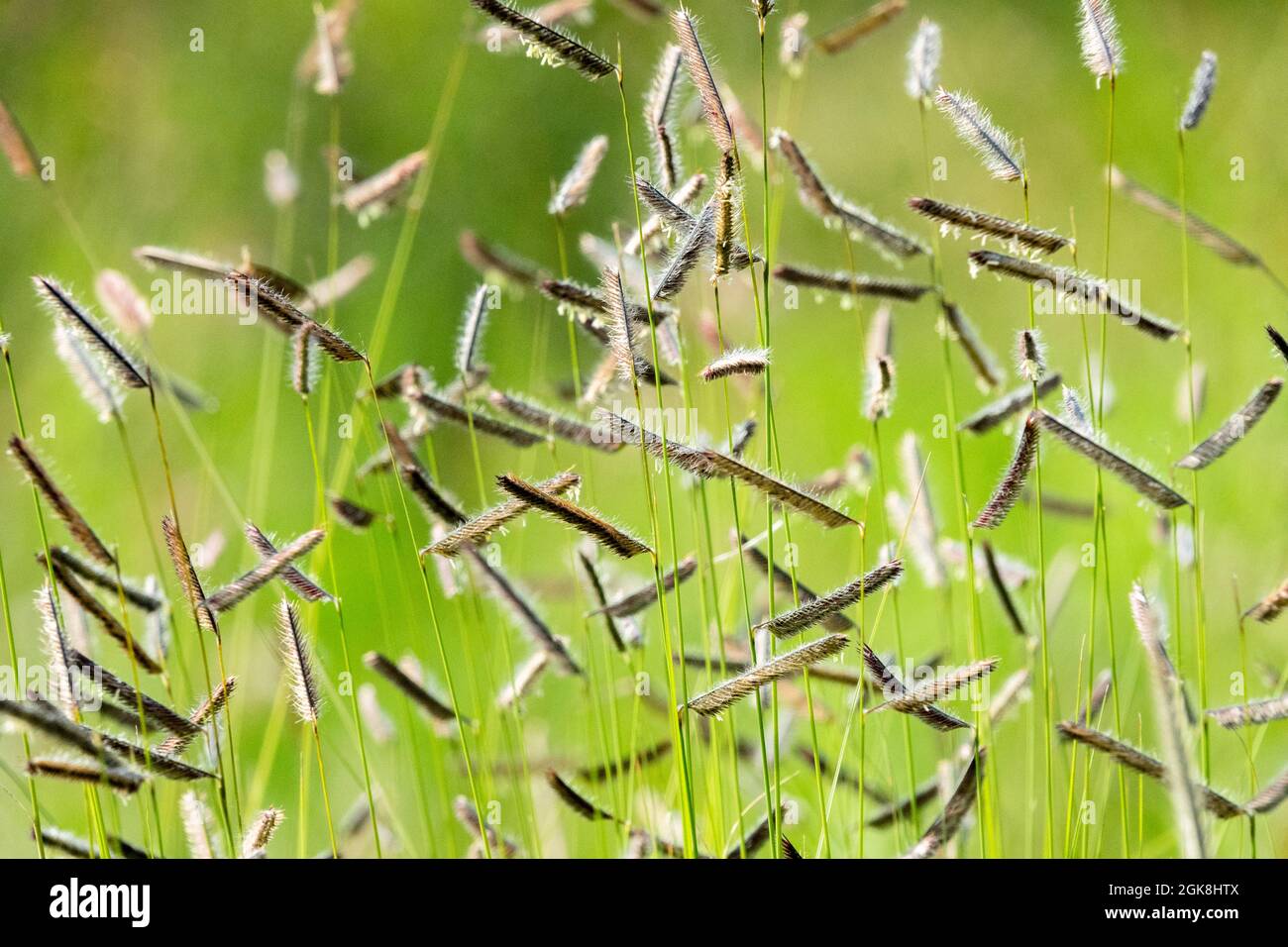 Bouteloua gracilis Blue grama grass, Eyebrow Grass, Mosquito Grass Stock Photo