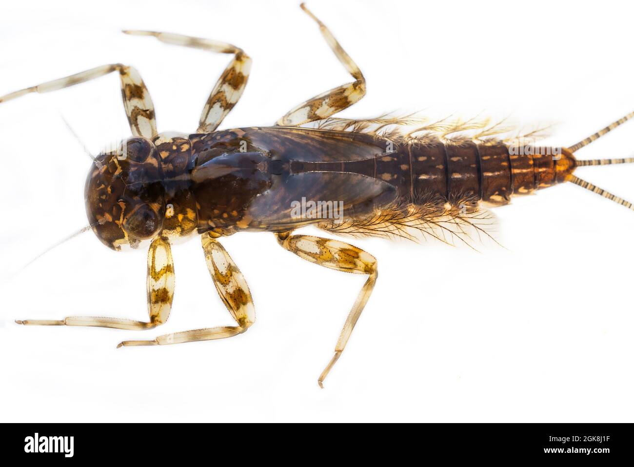 Nymph of Common Mayfly (Ephemera vulgata). It is nymph (immature form of animals) that lives for 3 years, and adult insect is alive only for a day or Stock Photo