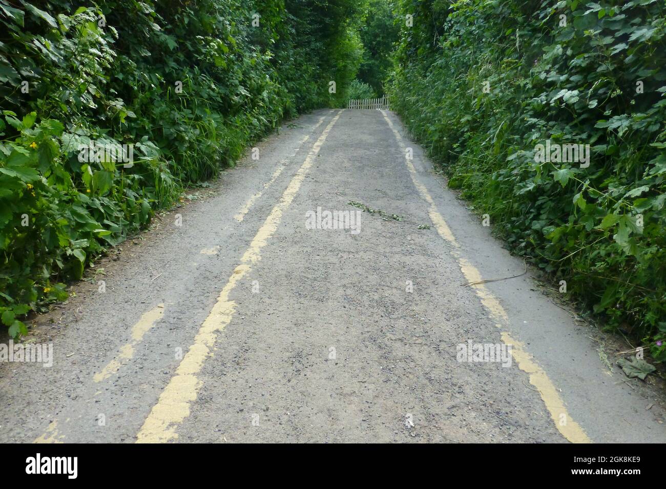 Road in Symonds Yat Forest of Dean Gloucestershire UK Stock Photo Alamy