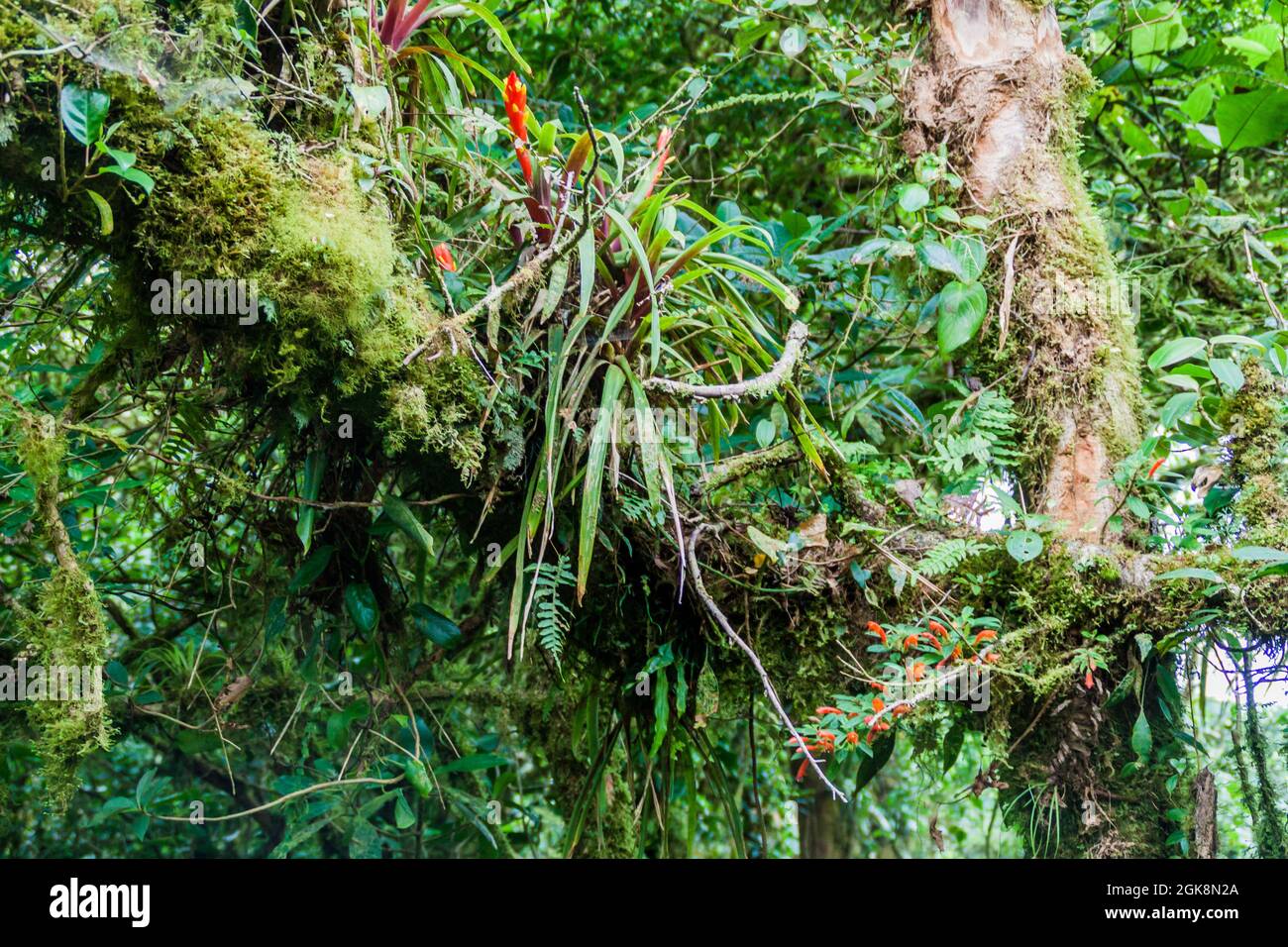 Bromeliad in cloud forest of Reserva Biologica Bosque Nuboso Monteverde, Costa Rica Stock Photo