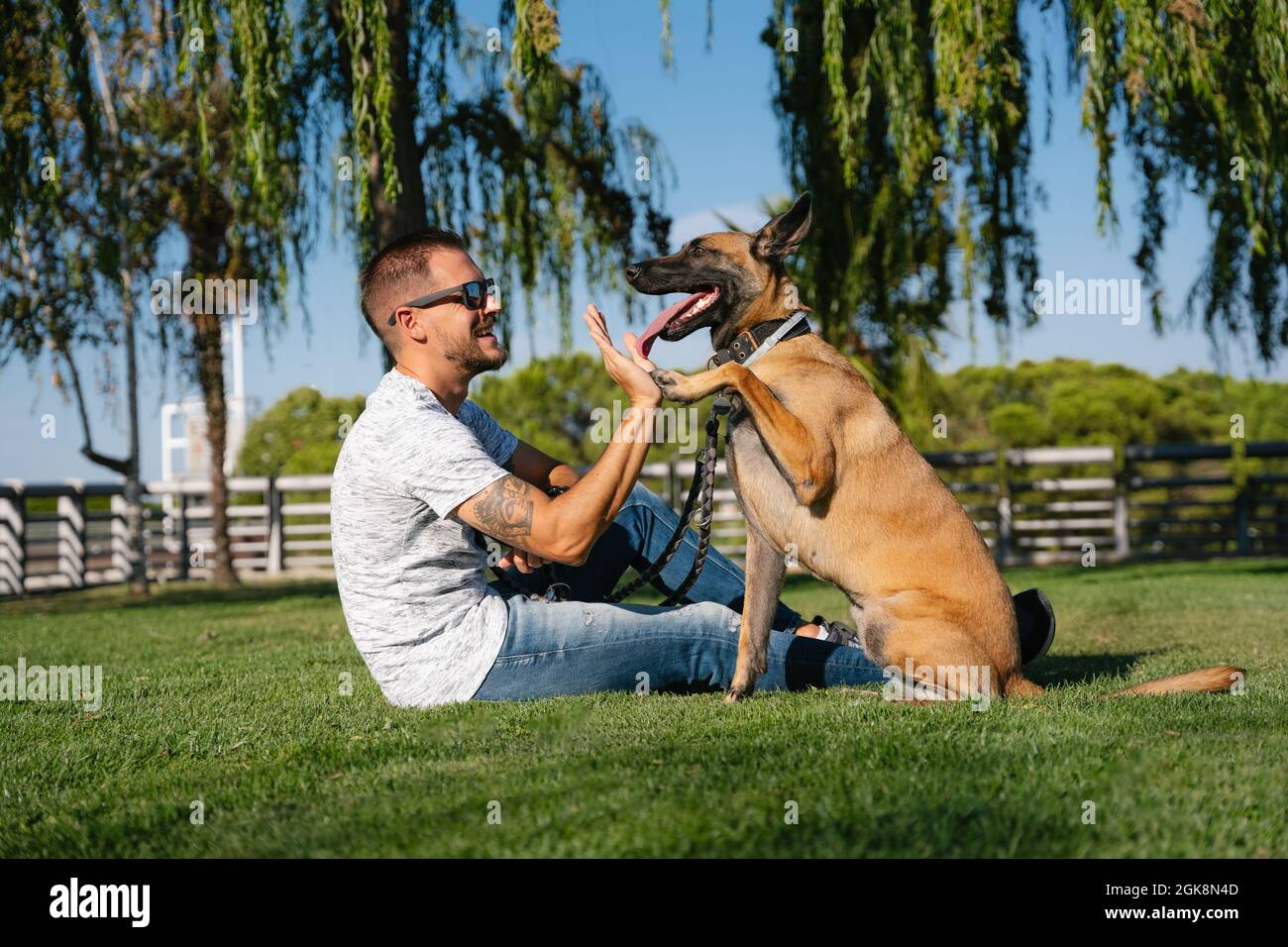 Side view of tattooed male in sunglasses with Malinois giving high five while resting on meadow and looking at each other Stock Photo