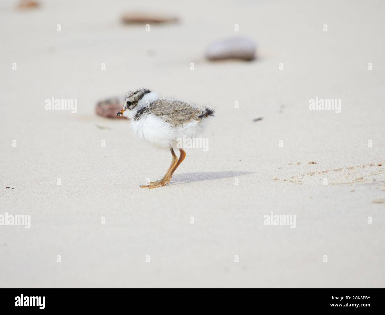 Young ringed plover chick (Charadrius hiaticula) on the beach at ...