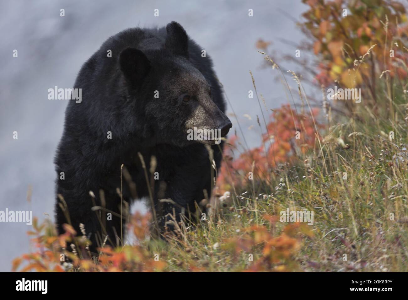 Bear turns on autumn colored slope along Medicine Lake on Maligne Road at Jasper National Park in Alberta, Canada Stock Photo