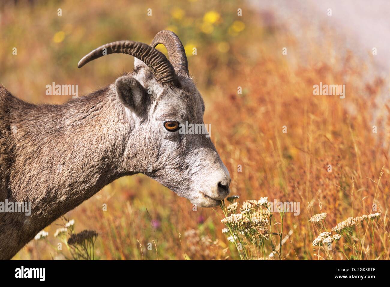 Bighorn sheep nibbles at roadside wildflowers in autumn gold grasses along Maligne Road at Jasper National Park in Alberta, Canada. Stock Photo