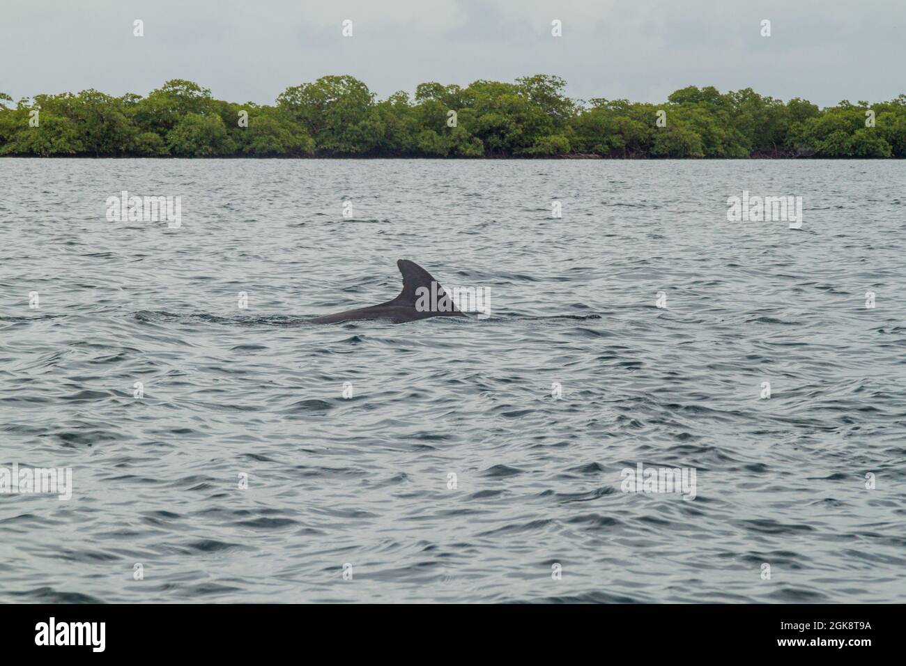 Dolphin in Bocas del Toro archipelago, Panama Stock Photo