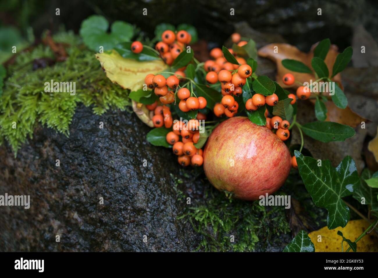 Autumn fruits, red apple and berries from firethorn lying on dark wet ground between moss and leaves, seasonal still life with copy space, selected fo Stock Photo