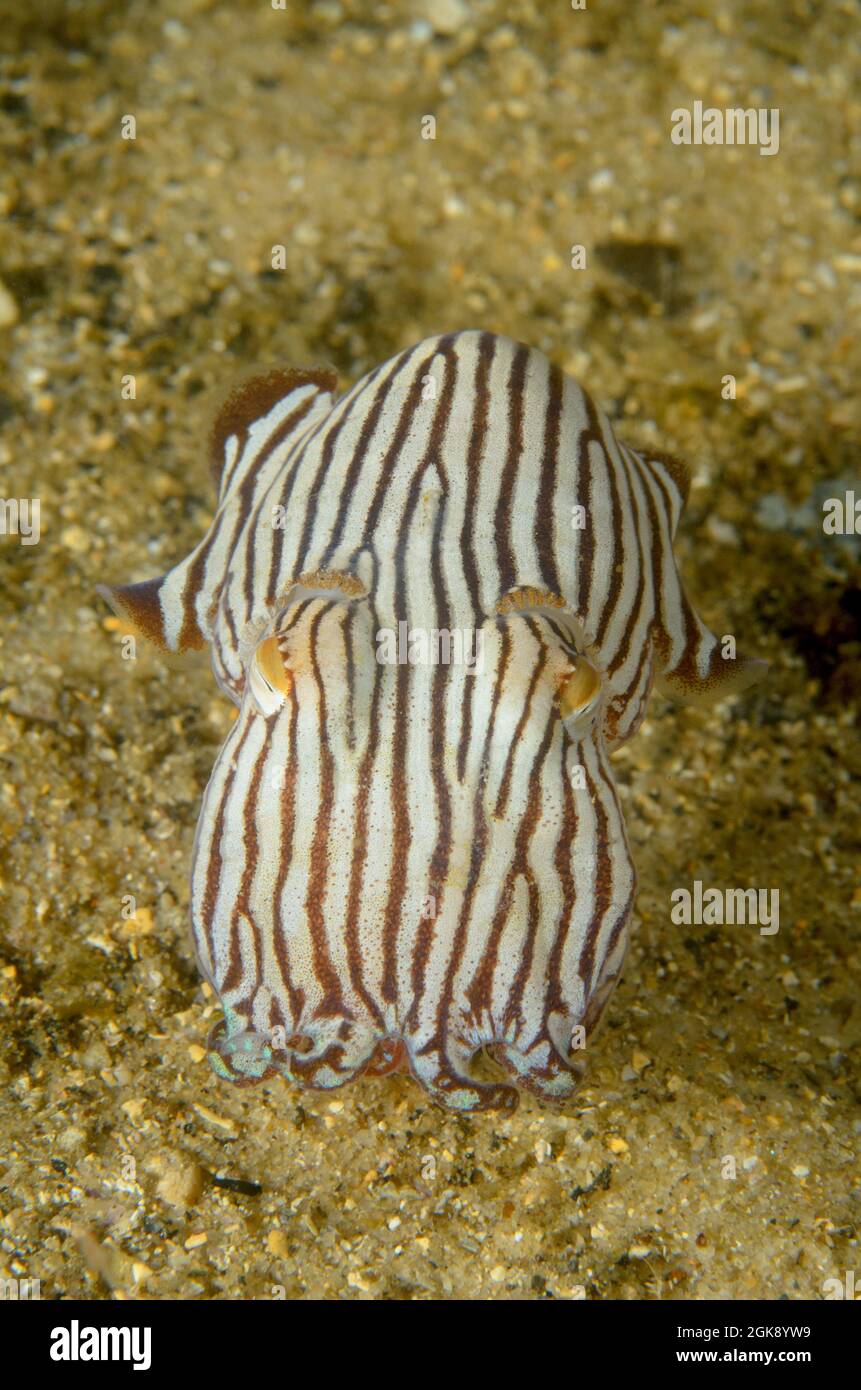 Striped Pyjama Squid, Sepioloidea lineolata, at Watsons Bay, New South Wales, Australia. Depth: 4.1m. Stock Photo